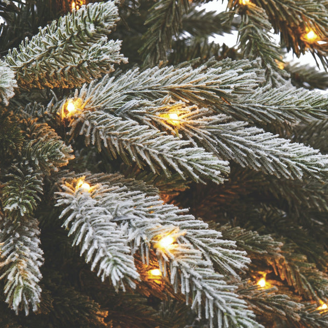 Close-Up of Snow Dusted Pine Tips and Micro-Brite Warm White Lights,of Alpine Christmas Tree